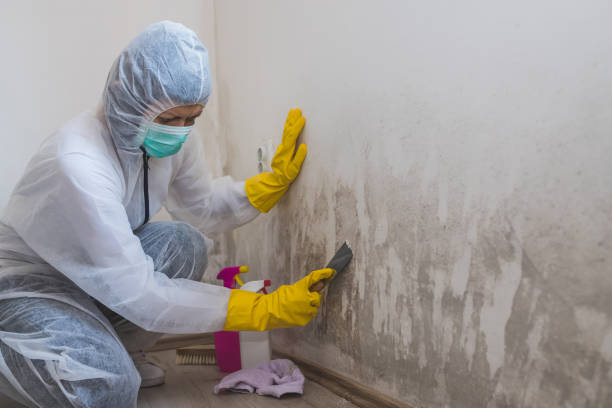 Best Air Quality Testing for Mold Spores  in Bayonet Point, FL