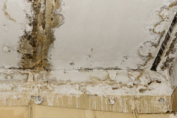 Best Dehumidification Services  in Bayonet Point, FL