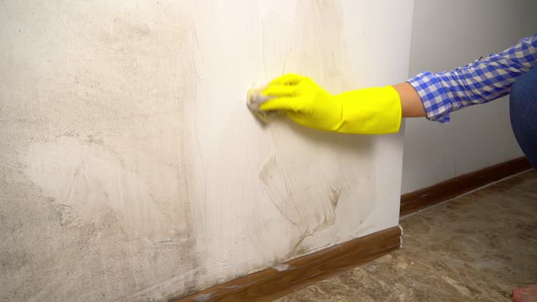 Best Real Estate Mold Inspection  in Bayonet Point, FL