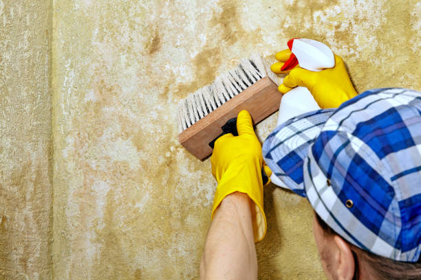 Best Industrial Mold Remediation  in Bayonet Point, FL