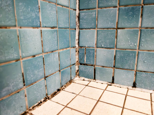 Best Mold Documentation for Insurance Claims  in Bayonet Point, FL