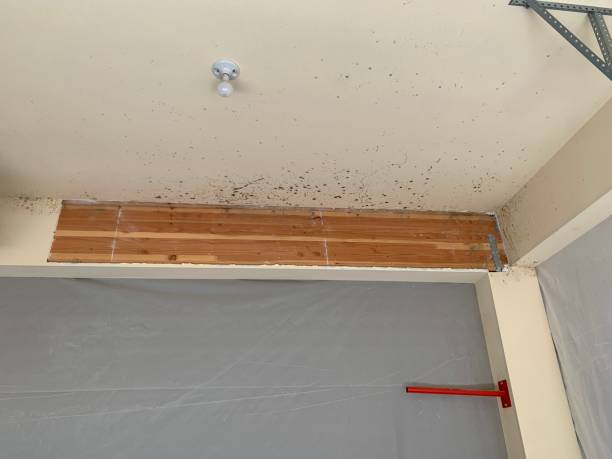 Best Mold Documentation for Insurance Claims  in Bayonet Point, FL