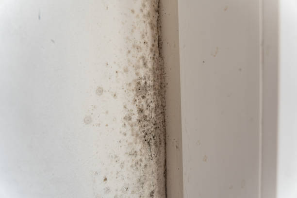 Best Emergency Mold Remediation  in Bayonet Point, FL